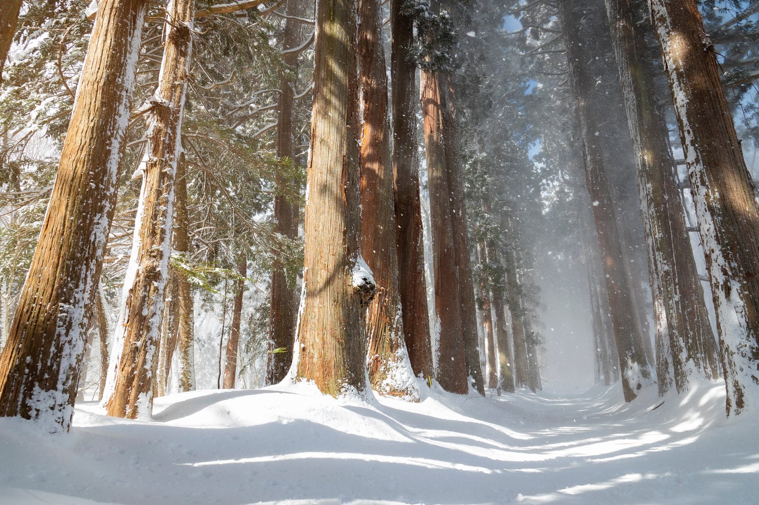 A row of Cedar Trees at Togakushi Shrine in winter in Nagano, Japan